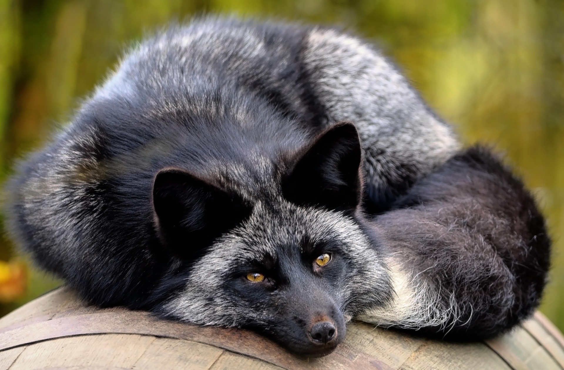 ambquinn-fox-7637062_1920.jpg